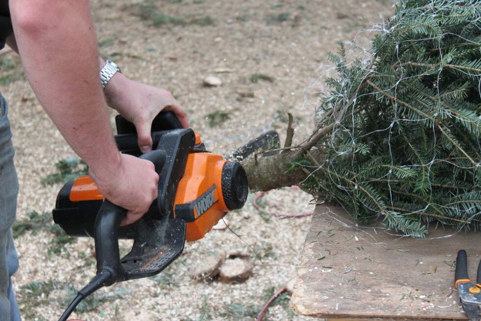 Fresh Cut Christmas Trees