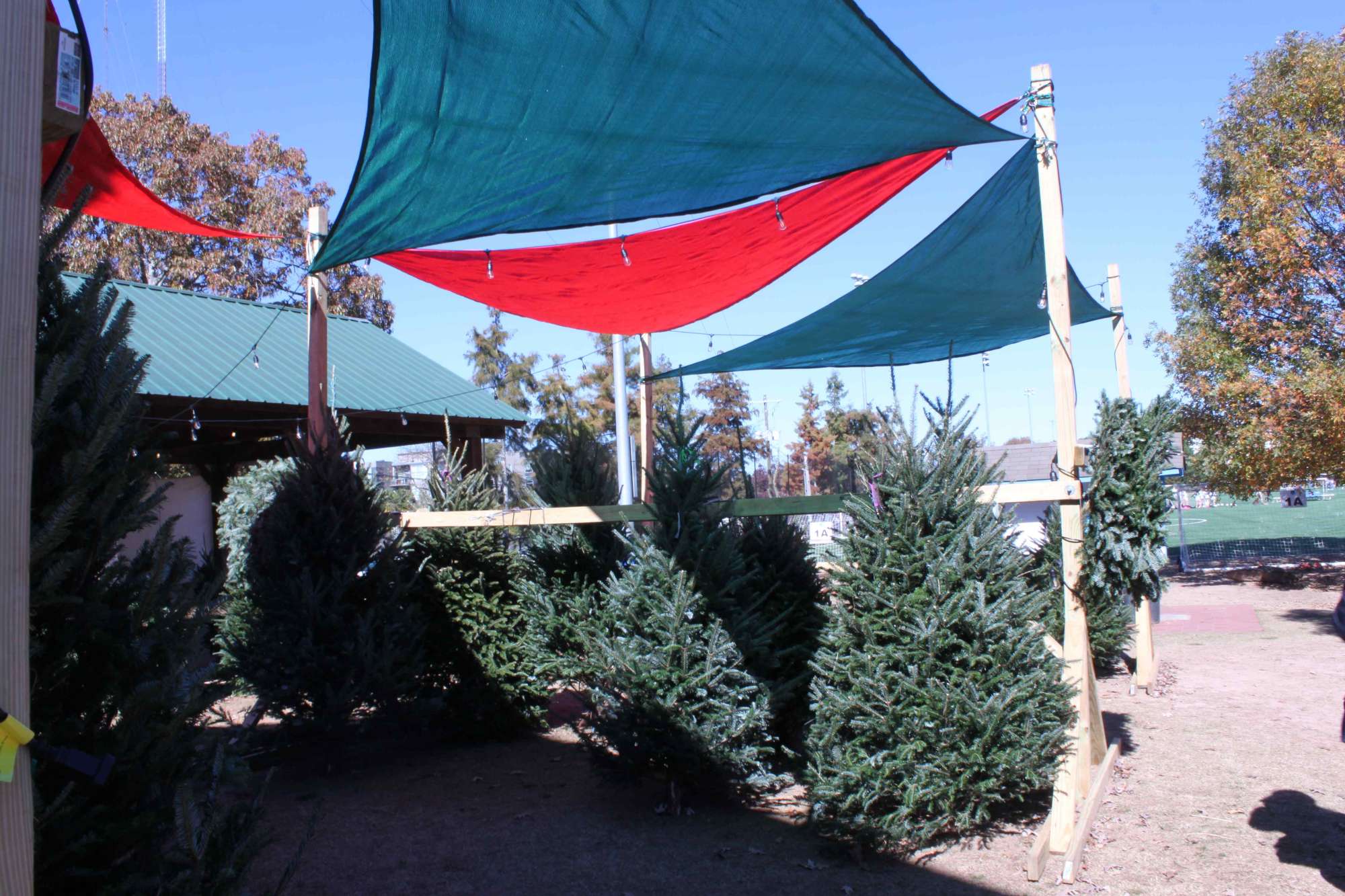 in person Christmas Tree Lot
