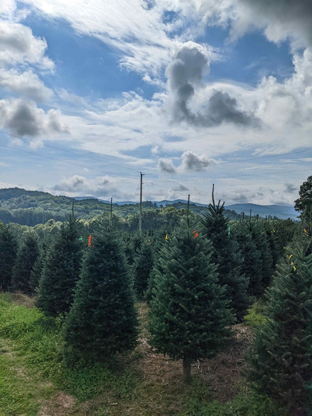 Real Christmas tree farm
