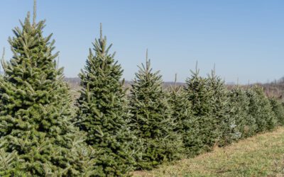 Six Reasons Why Real Fraser Fir Christmas Trees Are the Best