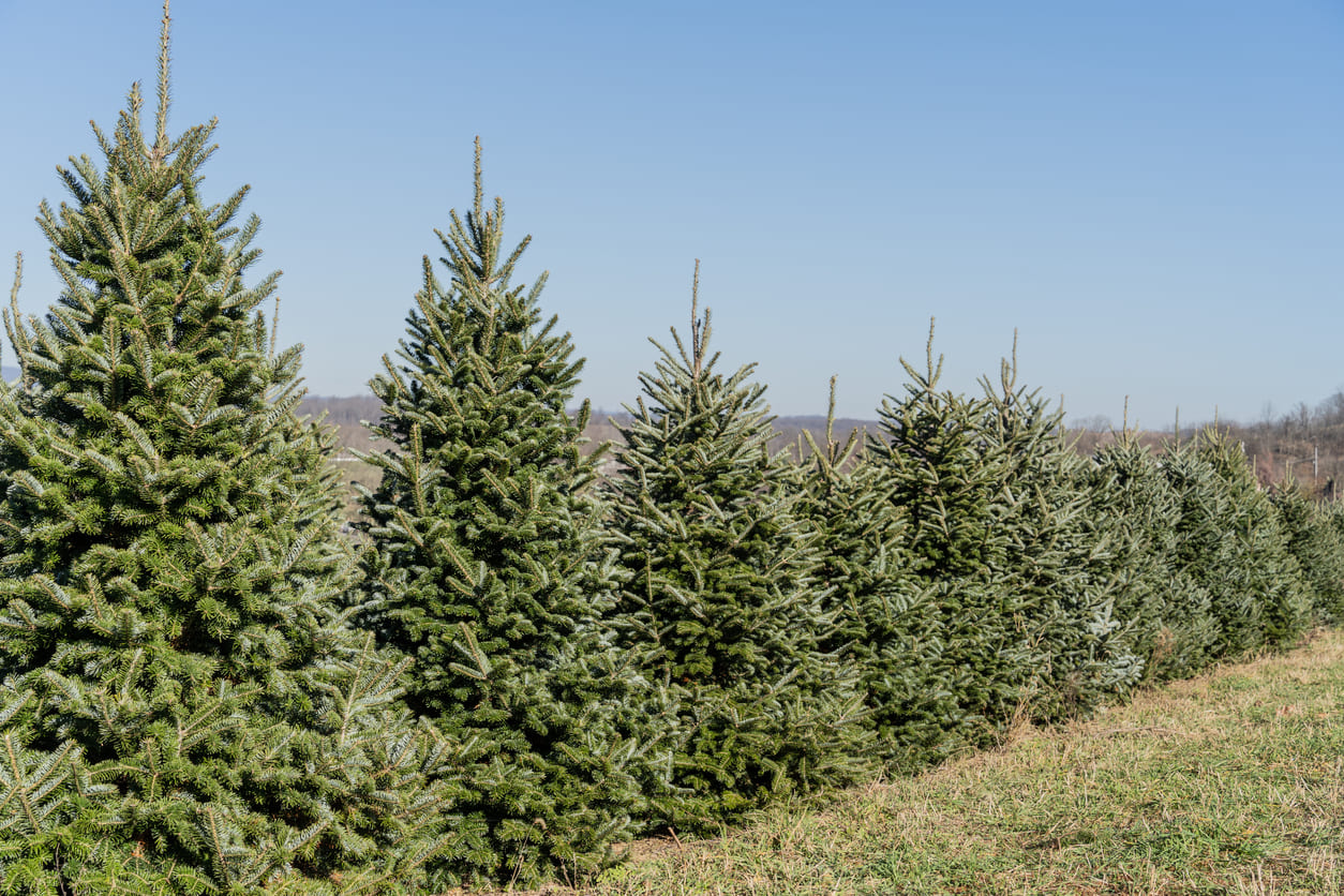 Real Fraser Fir Christmas Trees