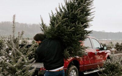 Eco-Friendly Disposal of Your Christmas Tree: Smart Solutions from Trees for Tuition