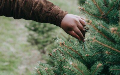 Preserving Your Christmas Tree: Care Tips from Trees for Tuition to Prolong Your Tree’s Beauty