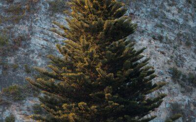 How to Choose the Perfect Christmas Tree: Tips from Trees for Tuition