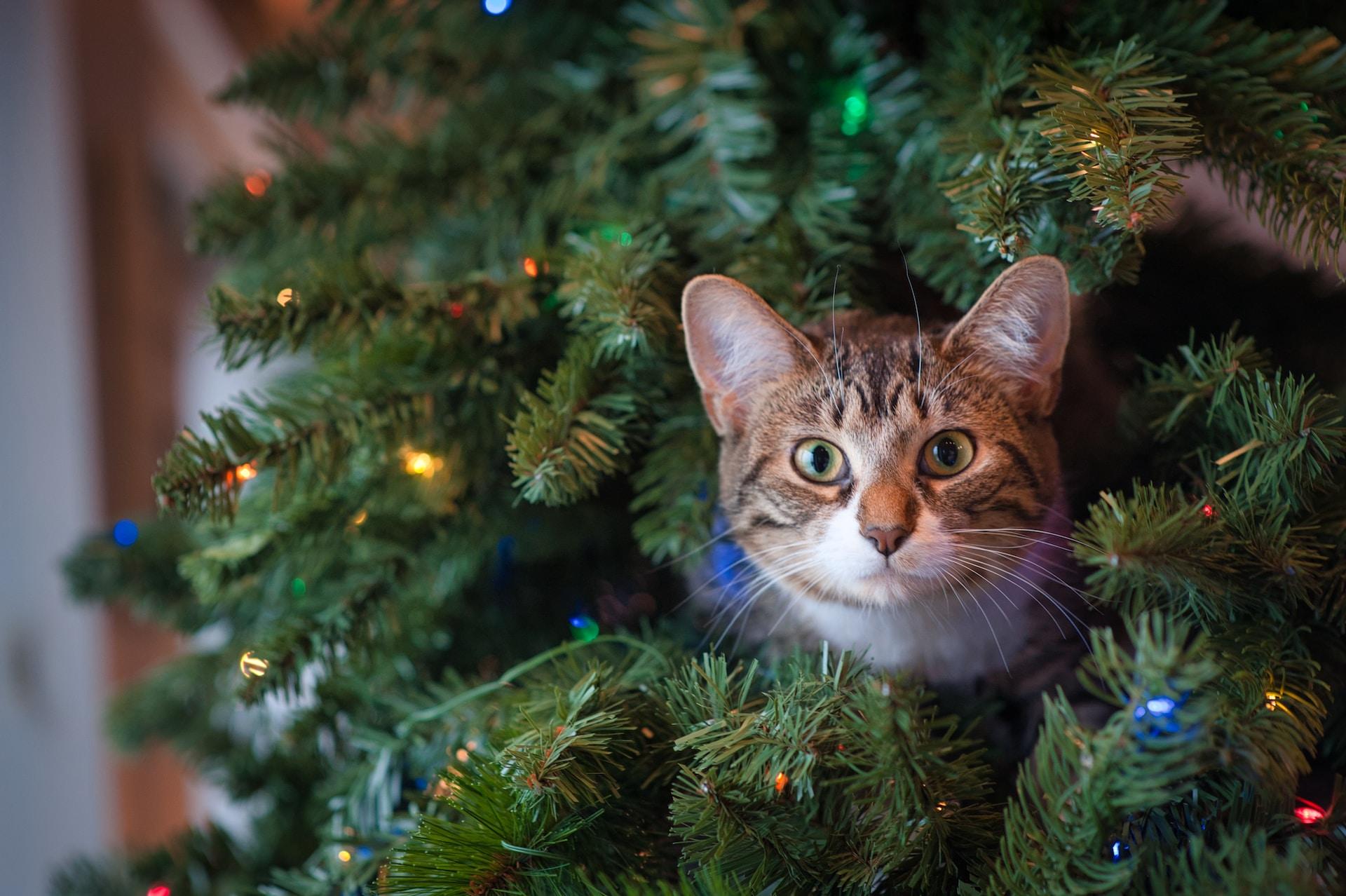 cat in tree