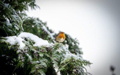 How Trees for Tuition Supports Sustainable Christmas Tree Farming Practices