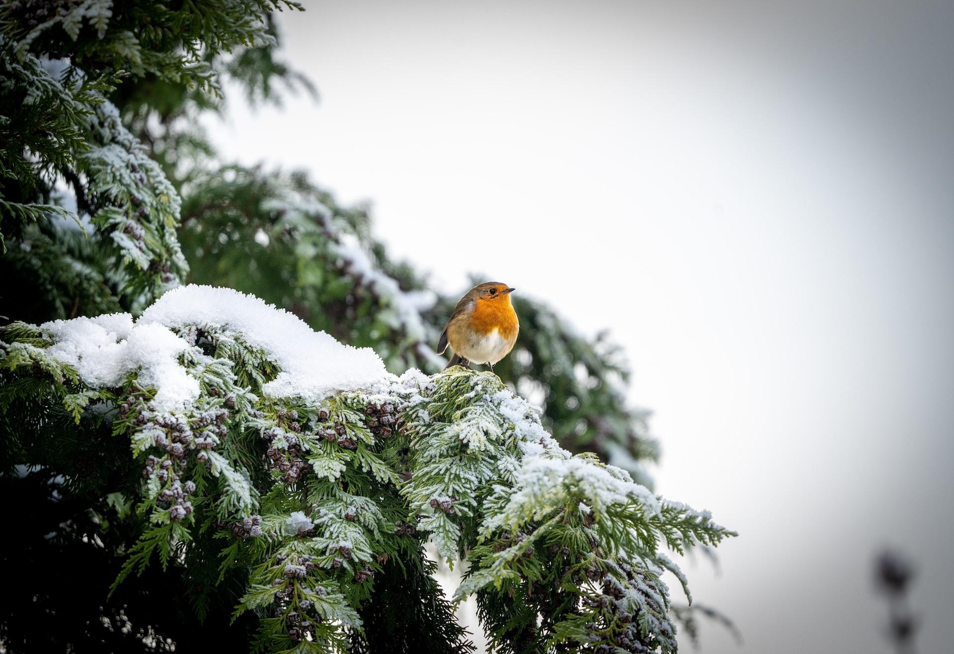 christmas tree farming