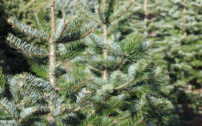 Christmas Tree Care 101: Tips and Tricks for Maintaining a Fresh and Vibrant Tree Throughout the Season
