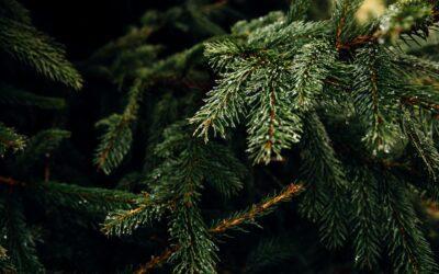 Christmas Tree Types and Care Tips: How to Choose and Maintain the Perfect Tree
