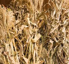 Corn Stalk